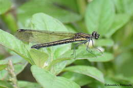 Image of Aristocypha cuneata (Selys 1853)
