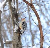 Image of Red-bellied Woodpecker