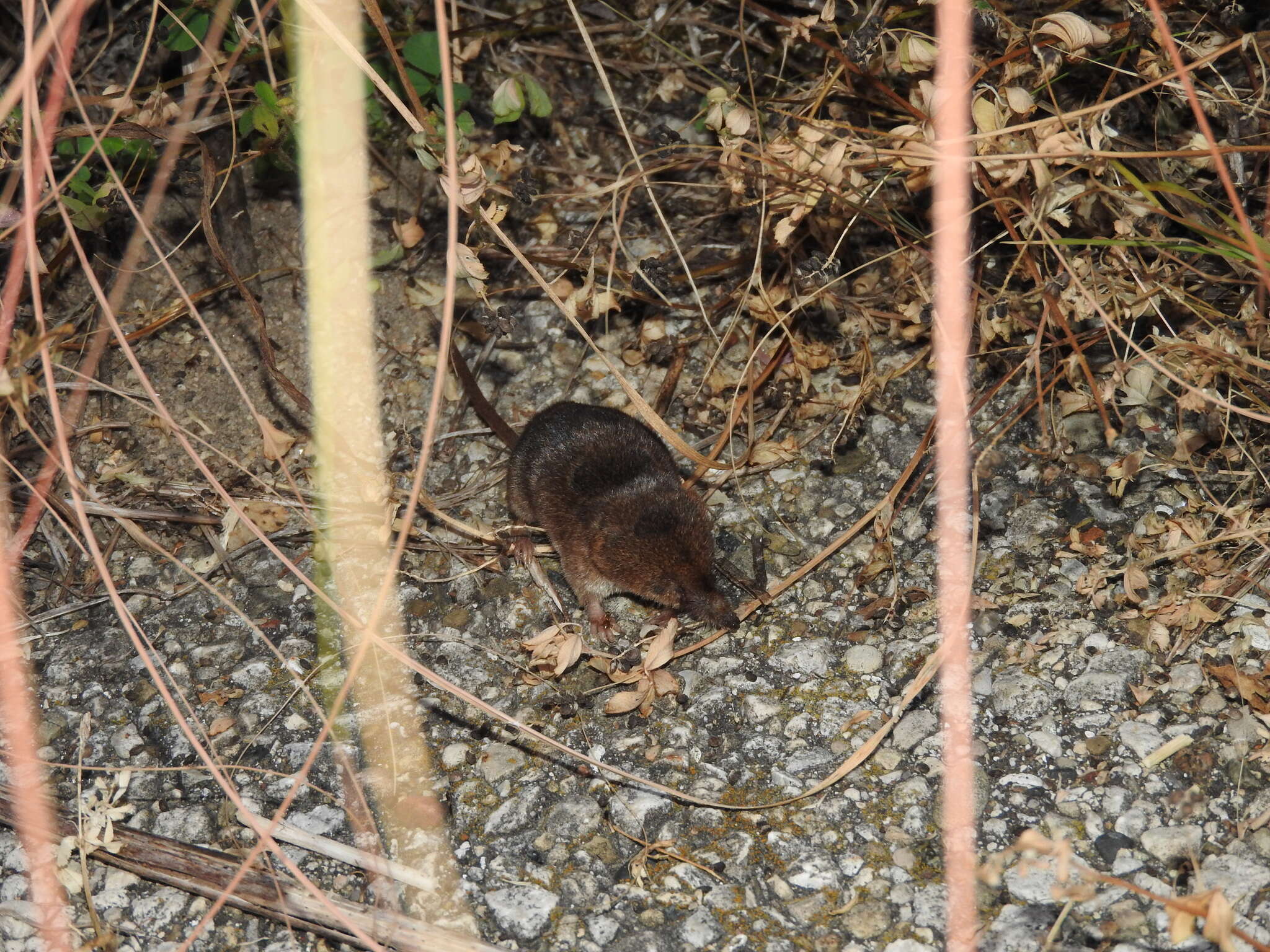 Image of Cinereus Shrew (Masked Shrew)