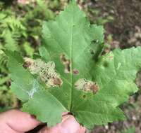 Image of Maple Leafblotch Miner