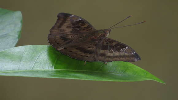 Image of Euthalia aconthea Cramer 1779