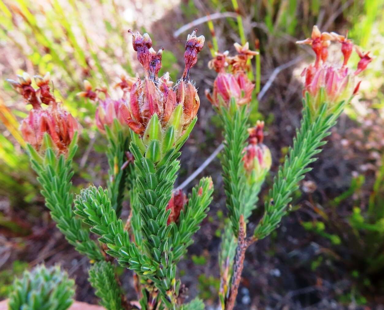 Image of Erica ampullacea var. ampullacea