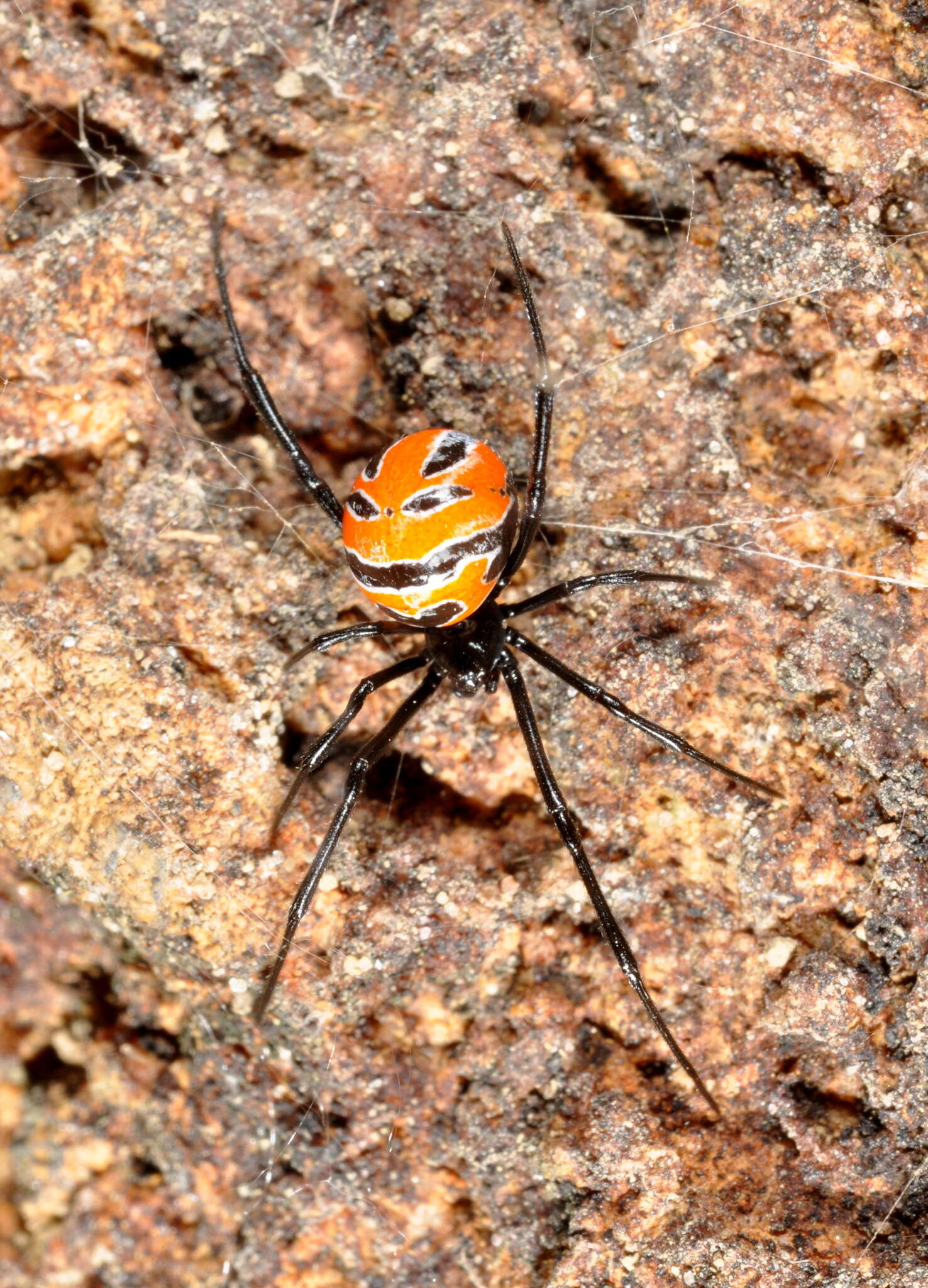 Image of Latrodectus curacaviensis (Müller 1776)