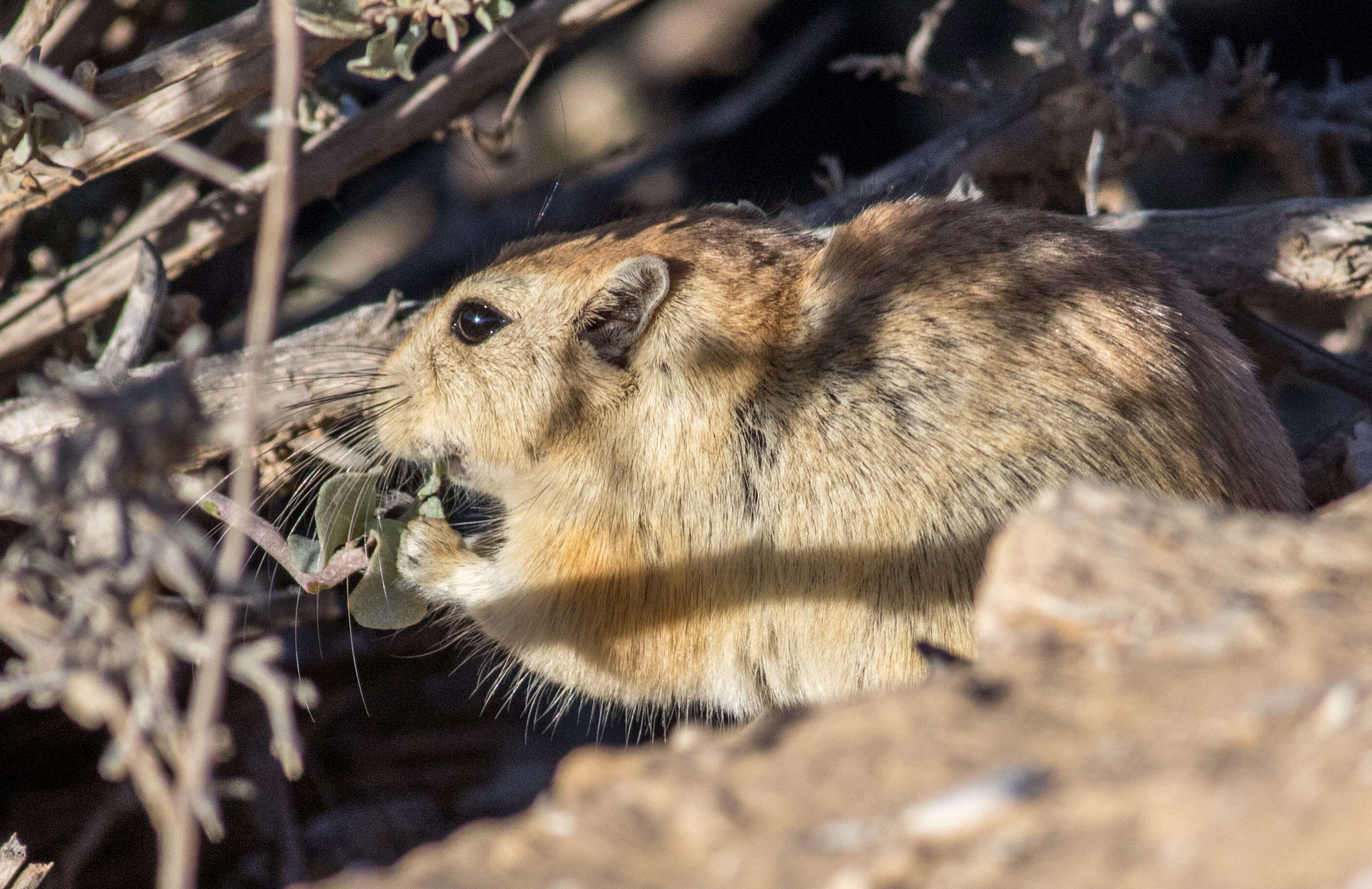 Image of Fat Sand Rat