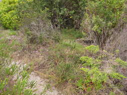 Image of Muraltia thymifolia (Thunb.) DC.