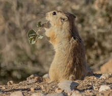 Image of Fat Sand Rat