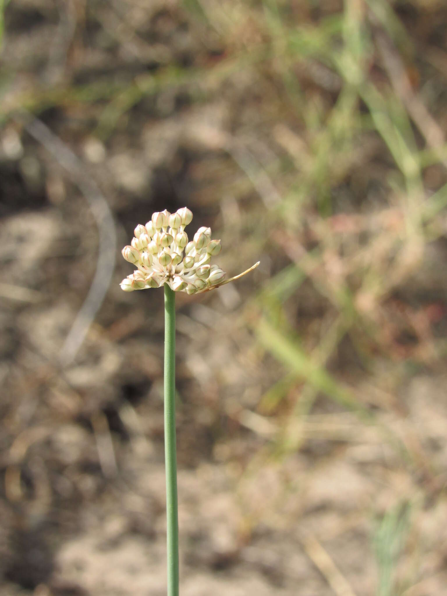 Image of Allium saxatile M. Bieb.