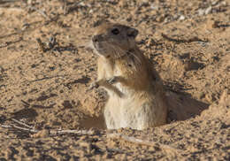 Image of Fat Sand Rat