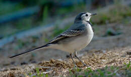 Image of Pied Wagtail and White Wagtail