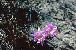 Image of Echinopsis caineana (Cárdenas) D. R. Hunt
