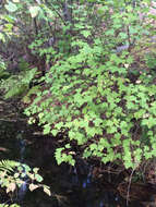 Image of Rocky Mountain maple