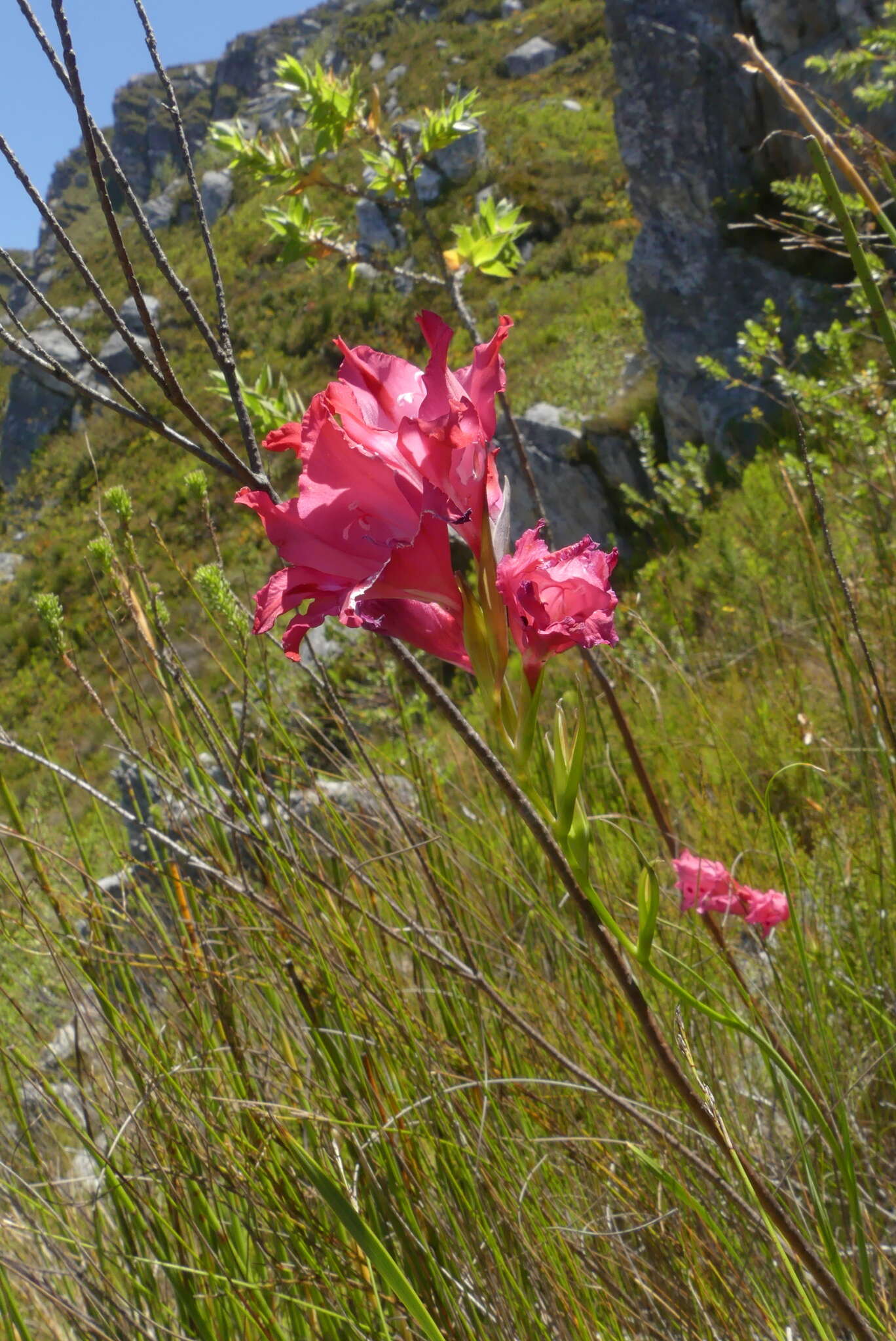 Image de Gladiolus crispulatus L. Bolus