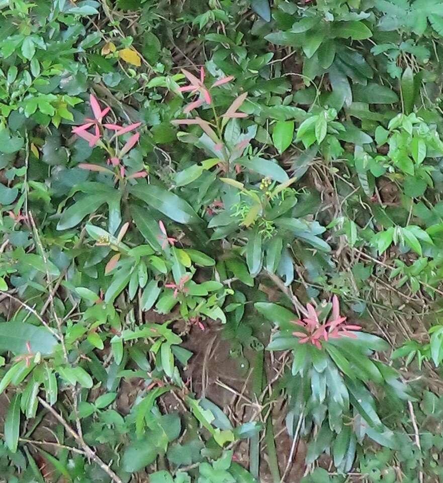 Image of False lemon-thorn