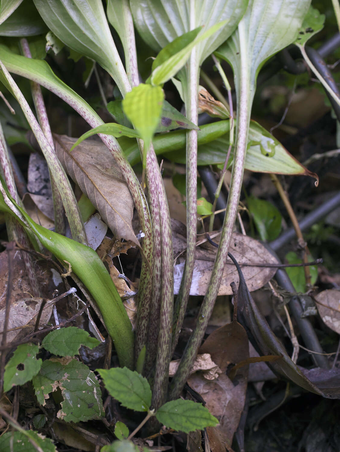 Imagem de Hosta longipes var. longipes