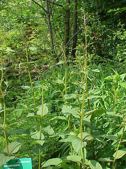 Imagem de Scrophularia nodosa L.