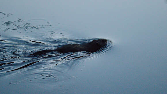 Image of muskrat