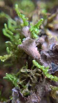 Image of spotted felt lichen