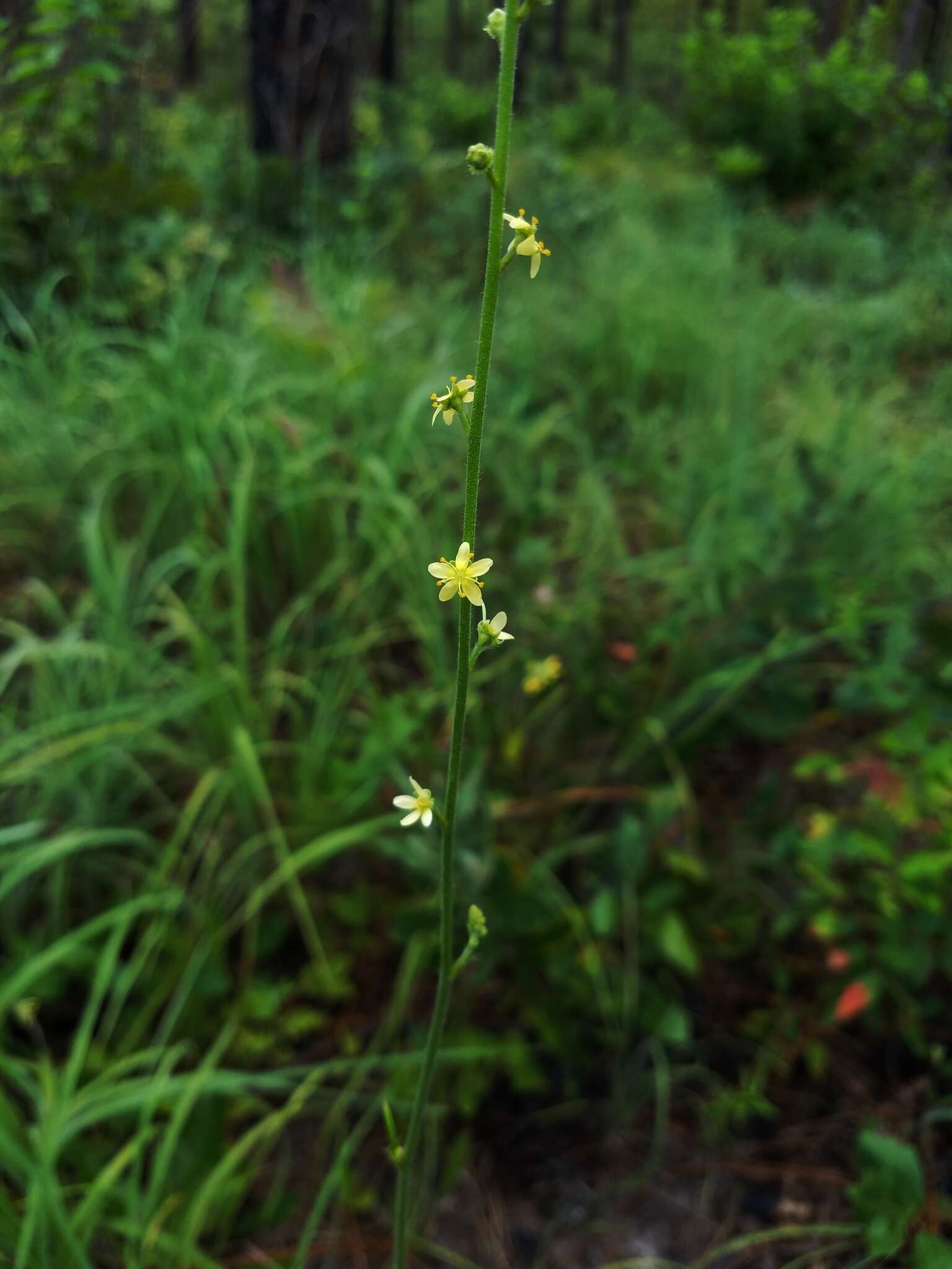 Image of incised agrimony