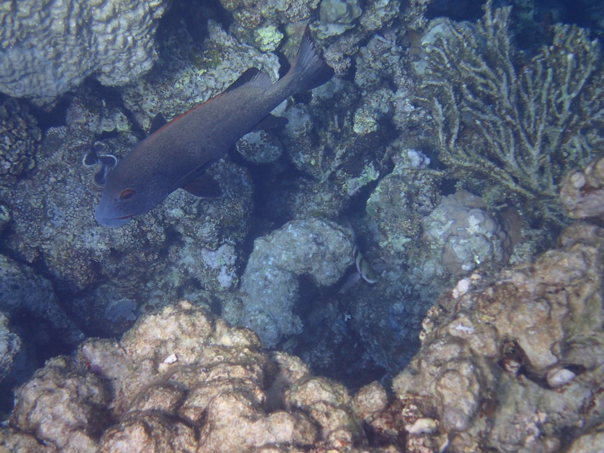 Image of Giant sweetlips