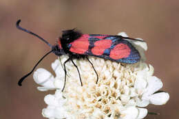 Image of Zygaena cuvieri Boisduval 1828