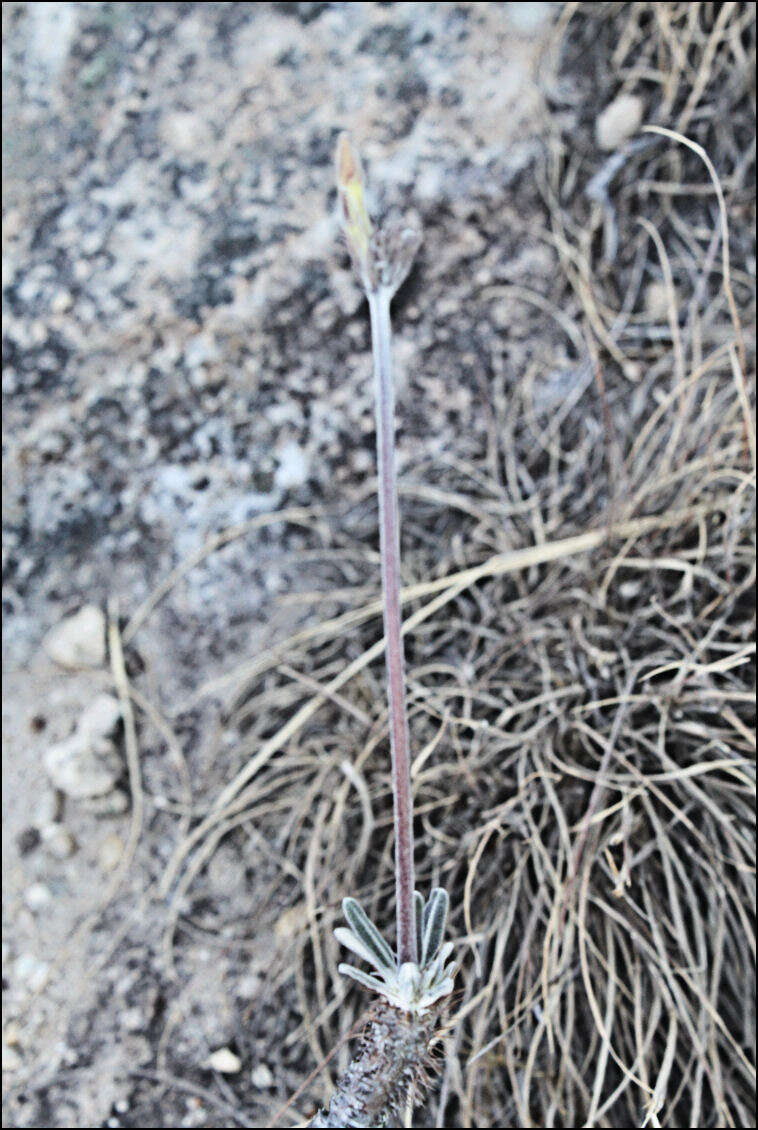 Imagem de Pachypodium gracilius (H. Perrier) S. H. Y. V. Rapanarivo