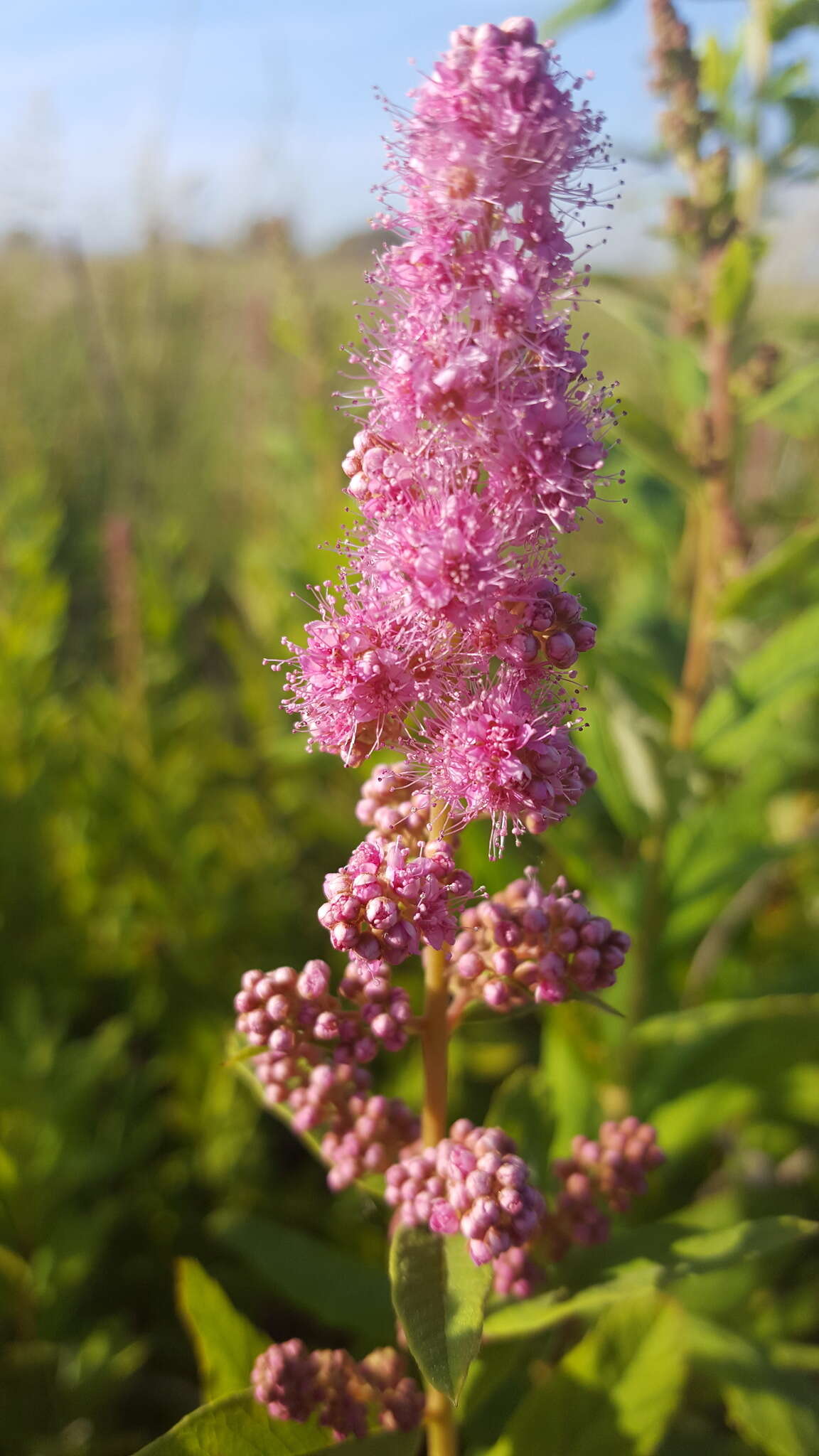 Image of rose spirea