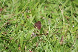 Image of <i>Arhopala cleander</i>