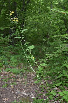 Image of Lapsana communis subsp. intermedia (M. Bieb.) Hayek