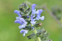 Image of verbena sage