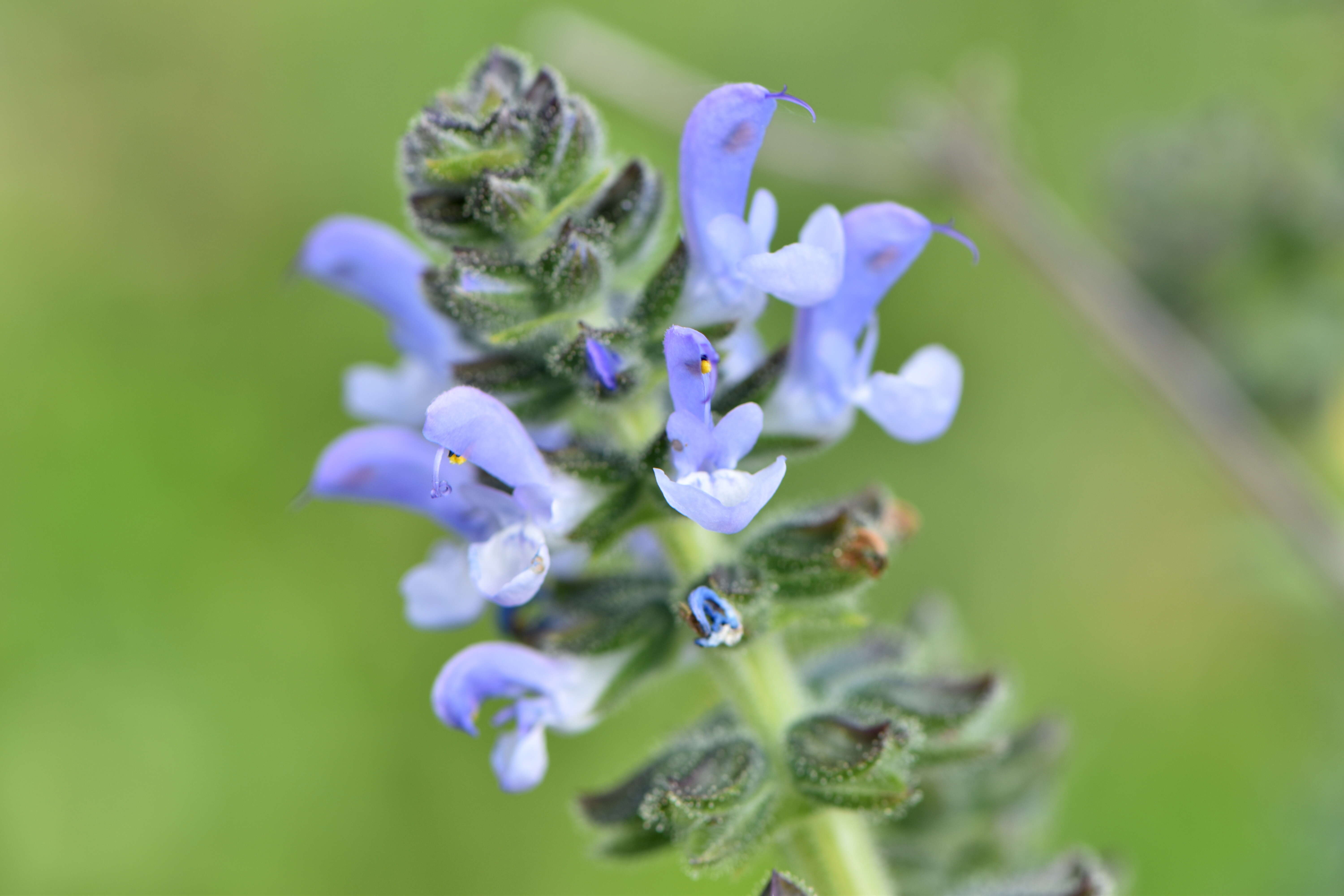 Image of verbena sage