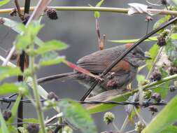 Image of Pale-breasted Spinetail