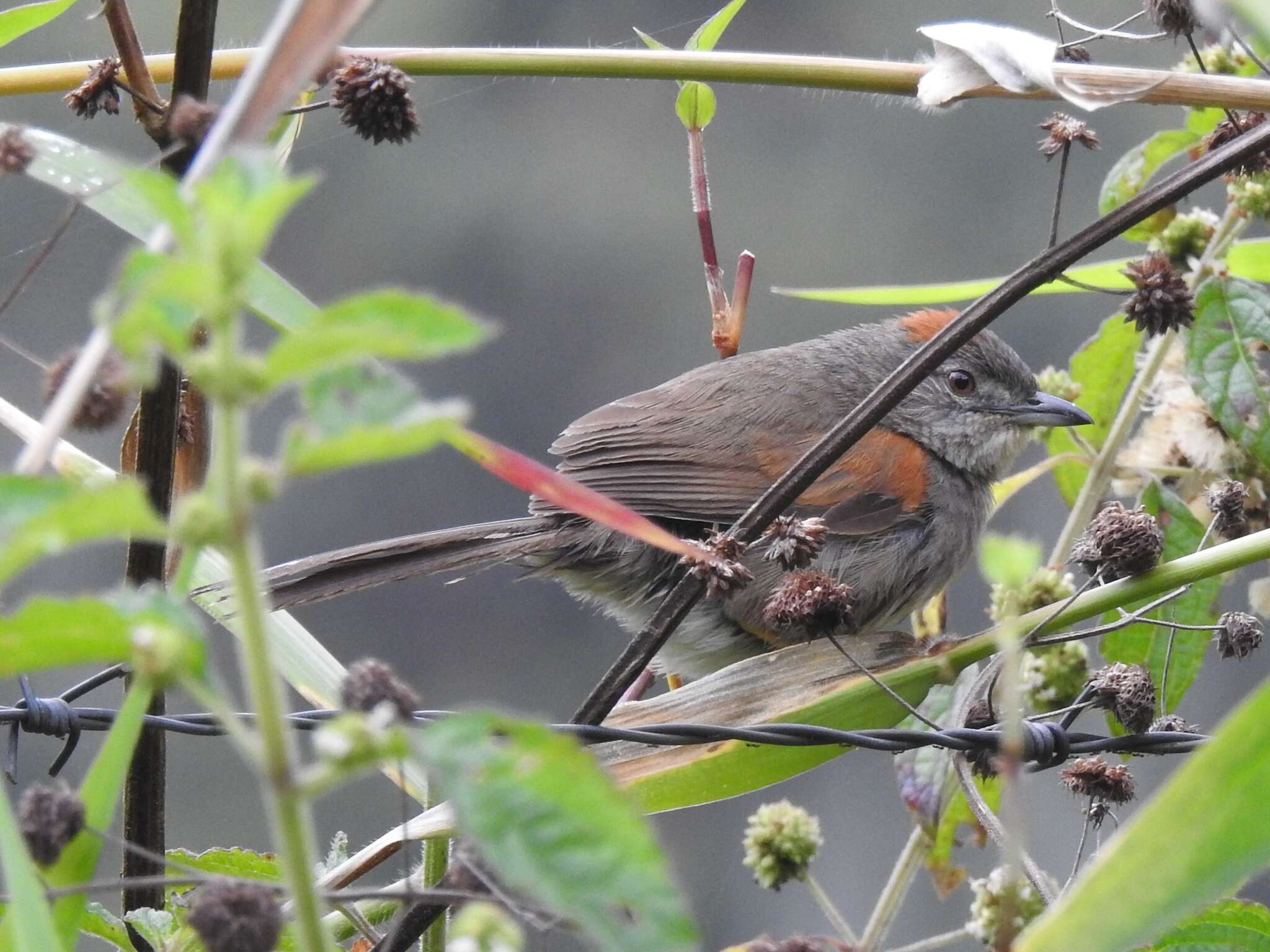 Image of Pale-breasted Spinetail