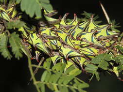 Image of Thorn Treehopper