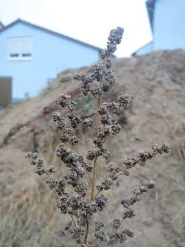 Imagem de Chenopodium album L.