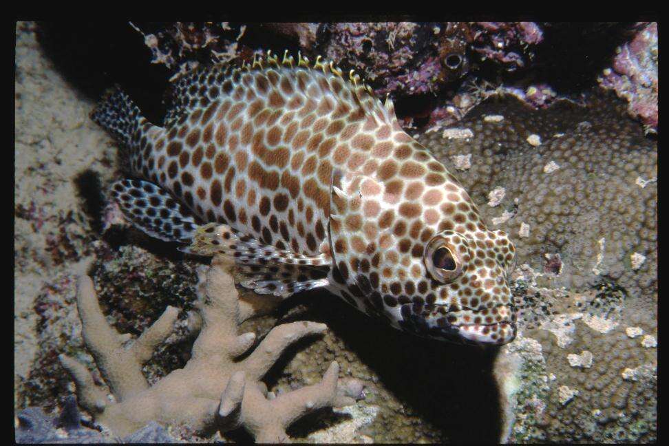 Image of Dwarf-spotted Grouper