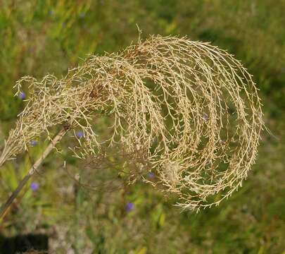 Imagem de Miscanthus nepalensis (Trin.) Hack.