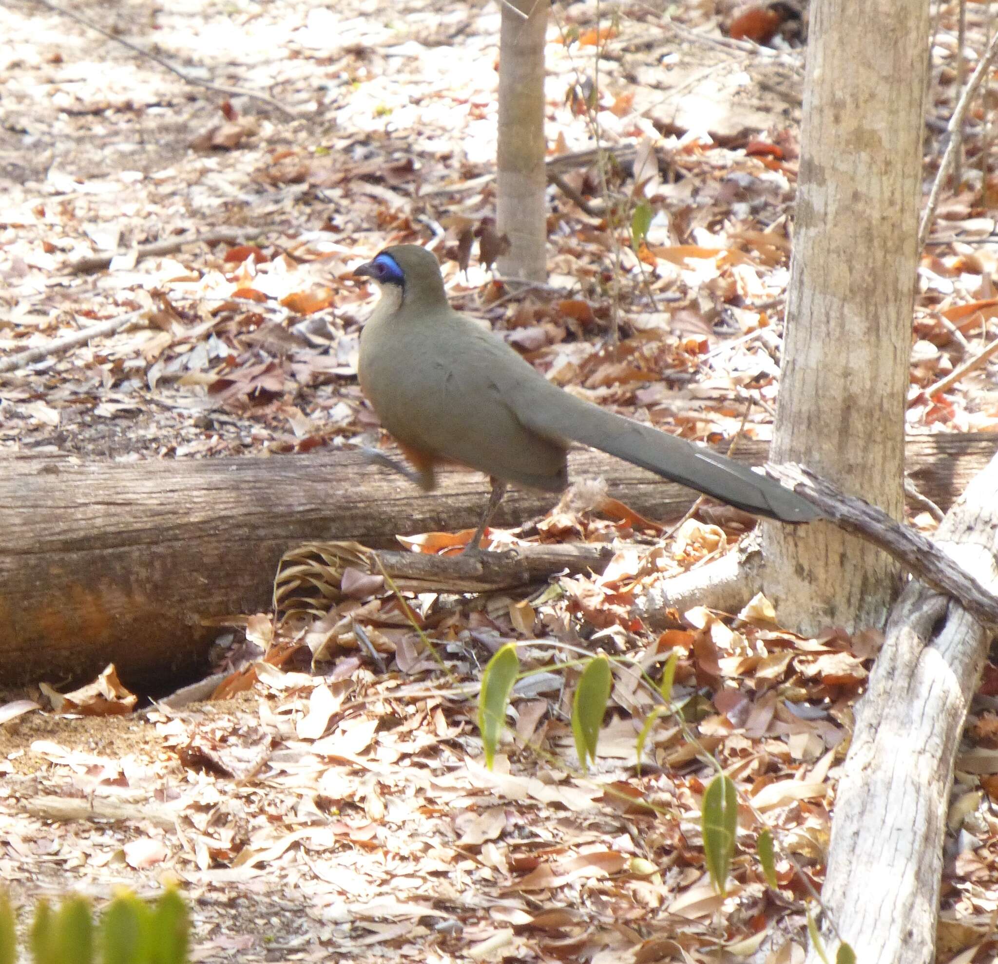 Image of Coquerel's Coua