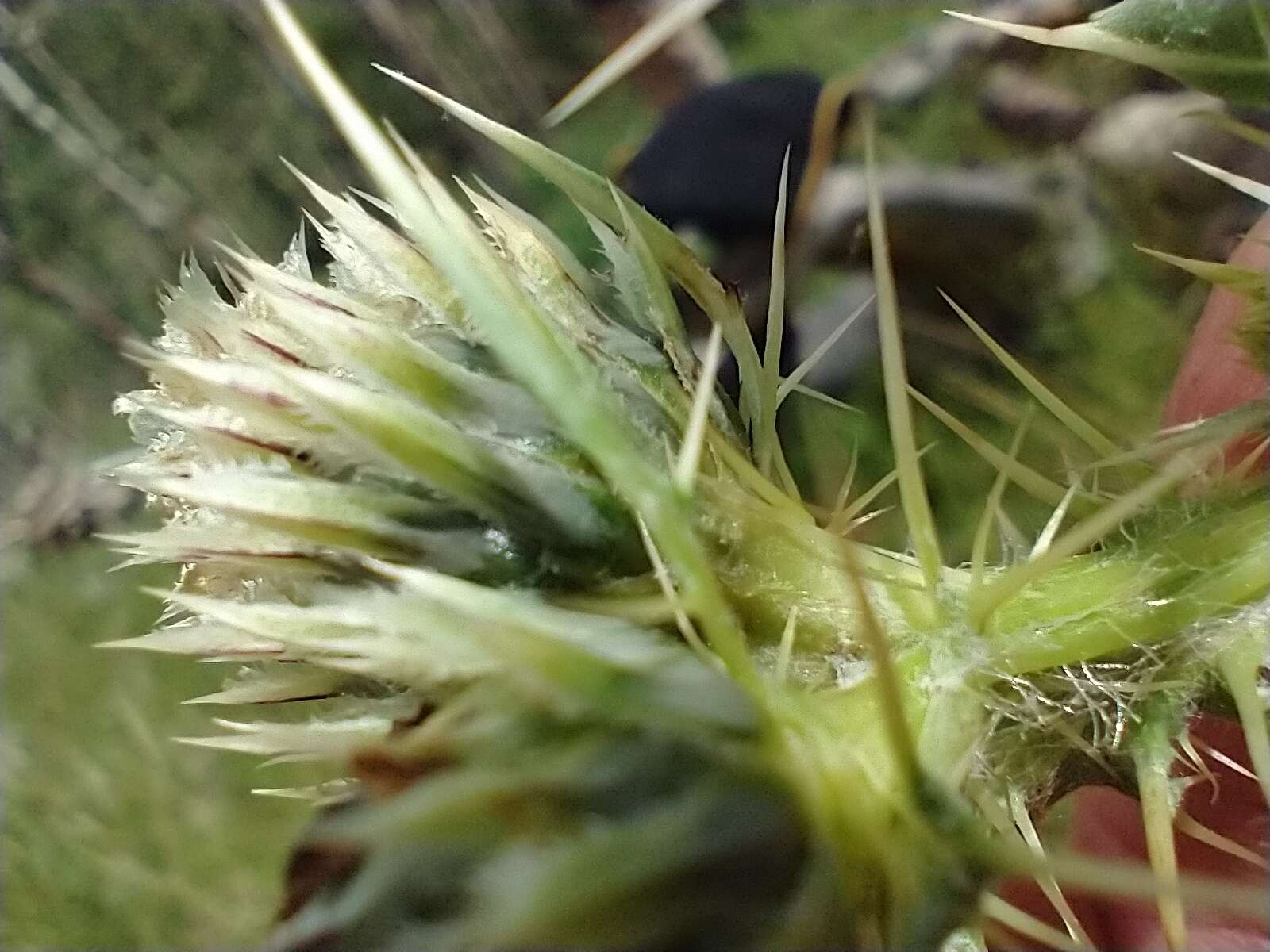 Plancia ëd Cirsium clavatum var. americanum (A. Gray) D. J. Keil