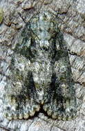 Image of Raspberry Bud Dagger Moth