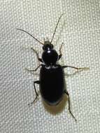 Agonum (Olisares) punctiforme (Say 1823)的圖片