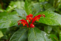 Image of Gesneria ventricosa Sw.