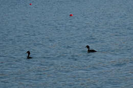 Image of Great Crested Grebe