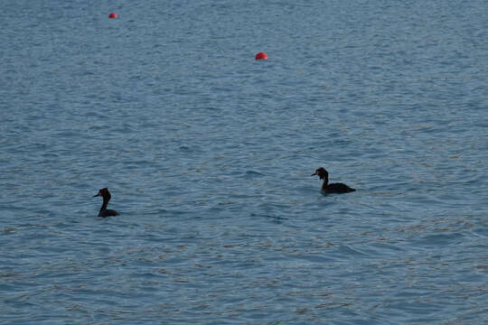 Image of Great Crested Grebe