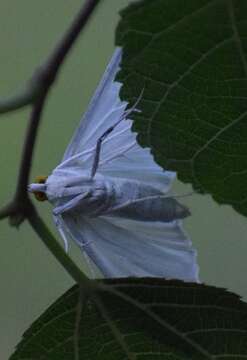 Image of Satin White Moth