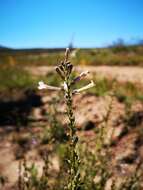 Image of Freylinia longiflora Benth.