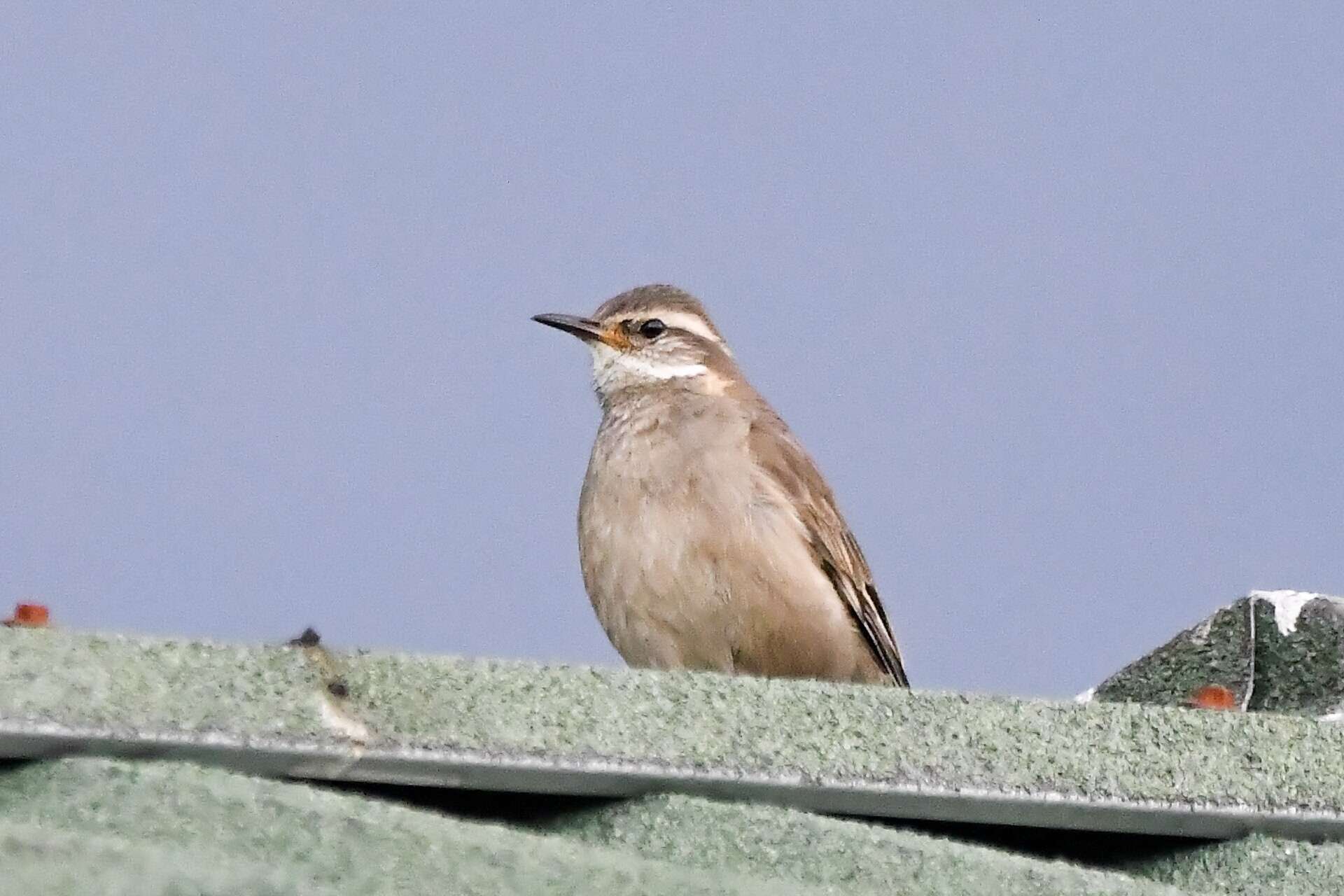 Image of Bar-winged cinclodes