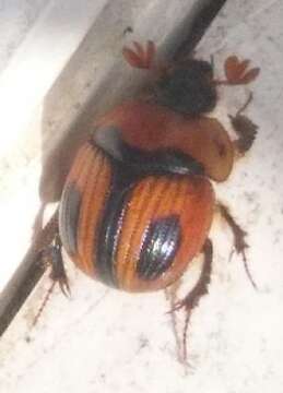 Plancia ëd Bolbocerosoma confusum Brown 1928