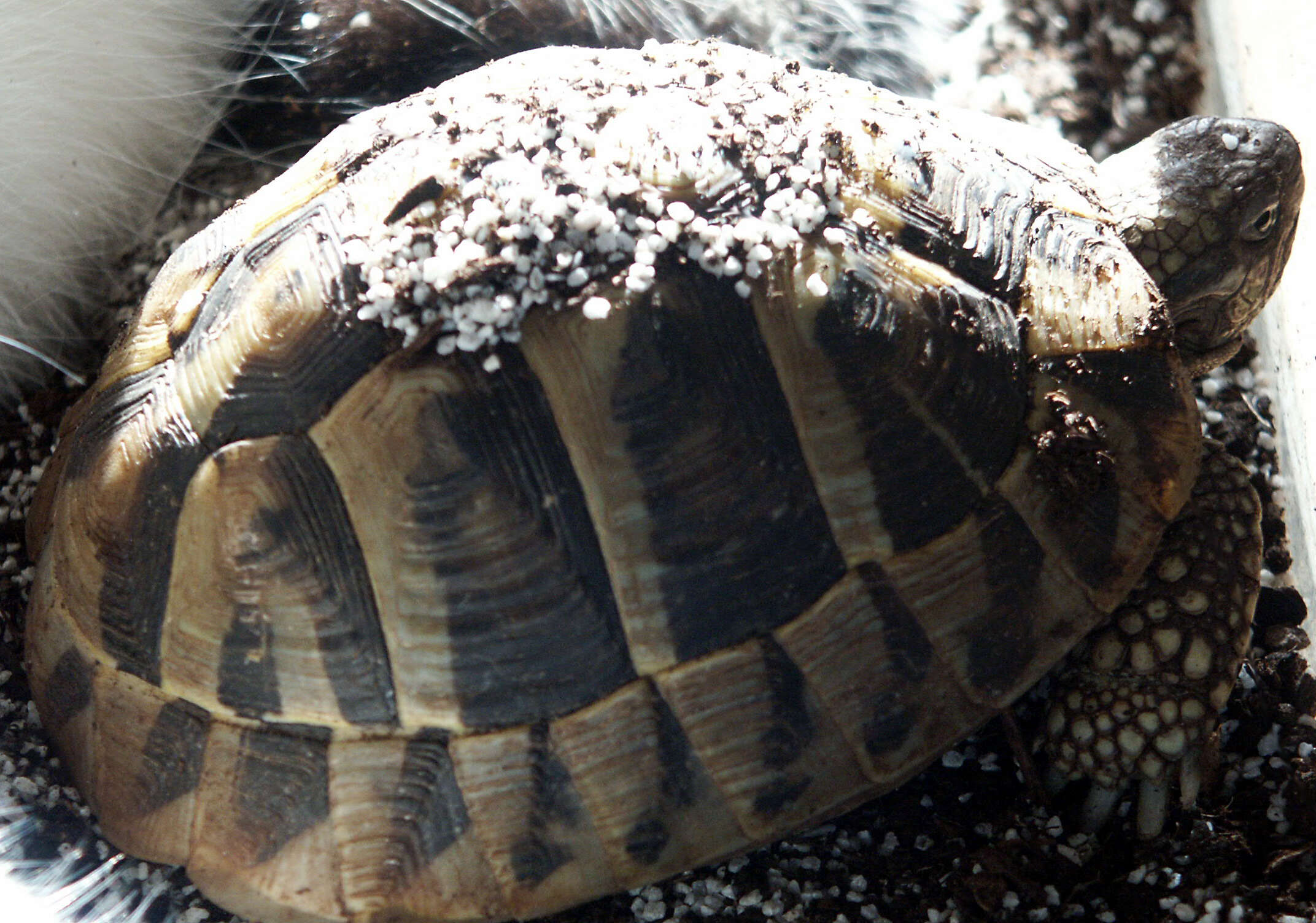 Image of Hermann's Tortoise