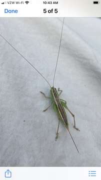 Image of Prairie Meadow Katydid