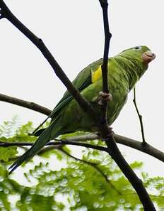 Image of Yellow-chevroned Parakeet